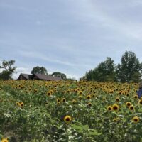 移動支援で堺市ハーベストの丘へ行って参りました!夏のシーズンはひまわり畑や水遊びなど遊ぶところいっぱいでオススメです！